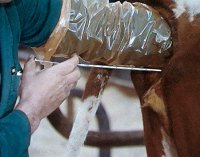 Nanango Country Vet - Synchronization, AI and Pregnancy Testing