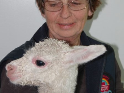 Nanango Country Vet - Alpacas