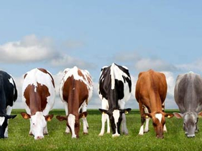 Nanango Country Vet - Dairy Cattle