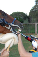 Nanango Country Vet - Equine Dentistry