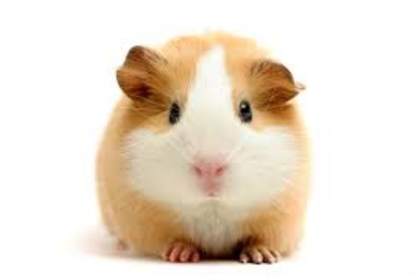 Nanango Country Vet - Exotics and Pocket Pets - Guinea Pigs