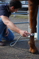 Nanango Country Vet - Horse Ultrasound - Tendon Scans