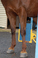 Nanango Country Vet - Imaging - Horse X-ray