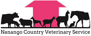 Nanango Country Vet - Our Services