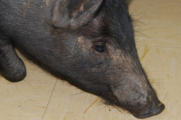 Nanango Country Vet - Pigs