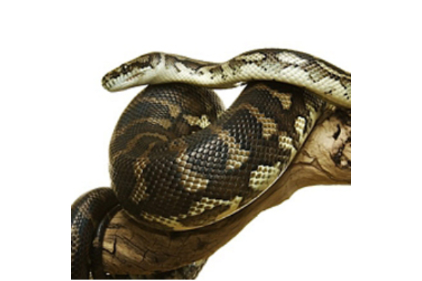 Nanango Country Vet - Reptiles and Fish - Carpet Python