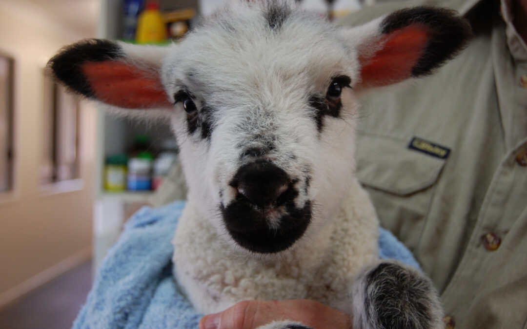 Sheep and Goats