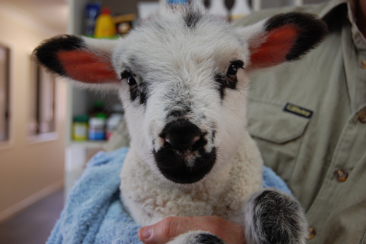 Nanango Country Vet - Sheep and Goats