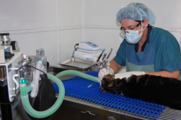 Nanango Country Vet - Small Animal Dentistry