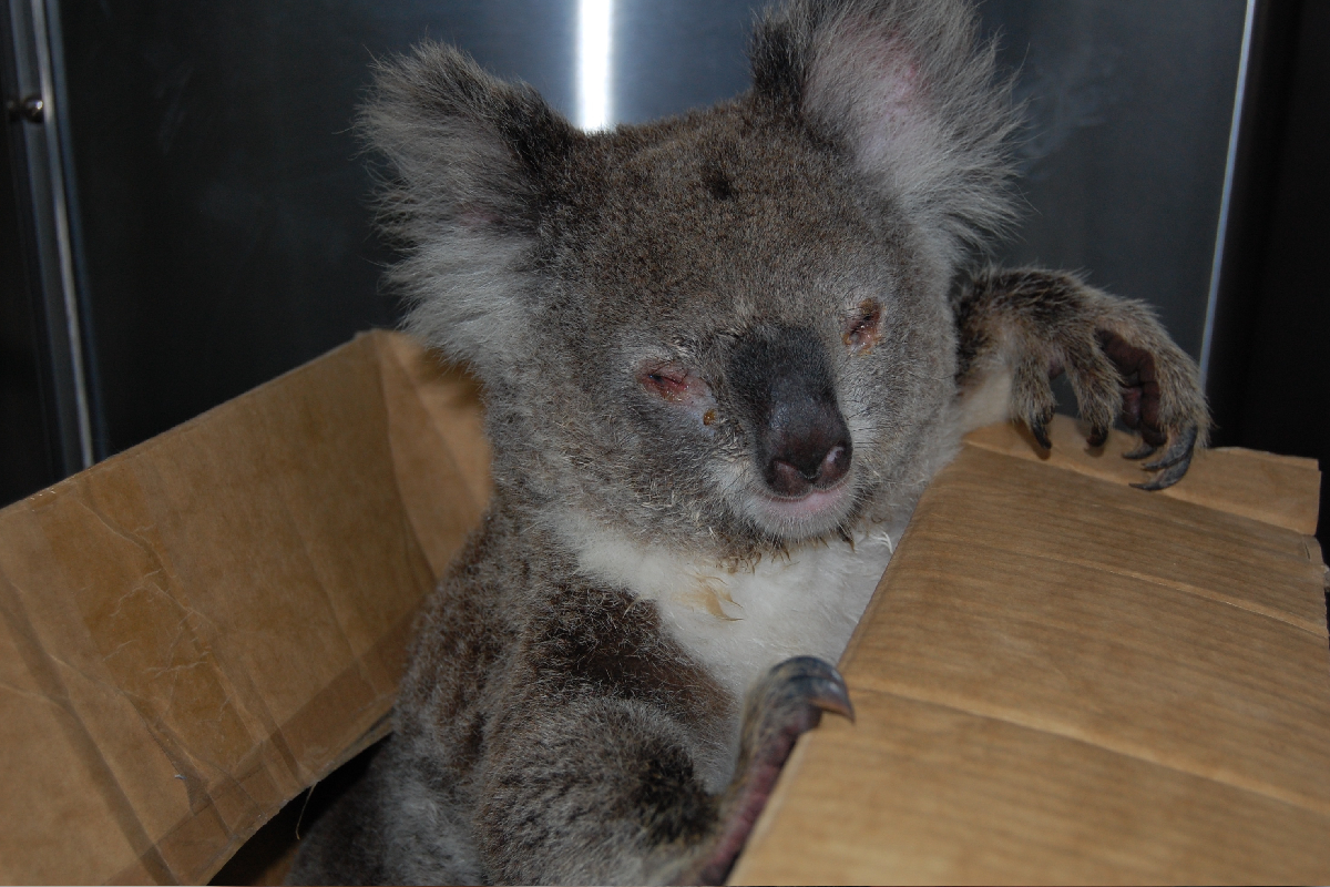 Nanango Country Vet - Wildlife - Koala