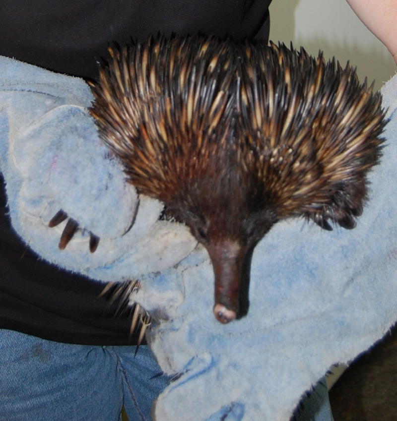 Nanango Country Vet - Wildlife - Echidna