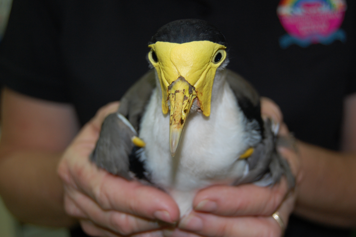 Nanango Country Vet - Wildlife - Spurwing Plover