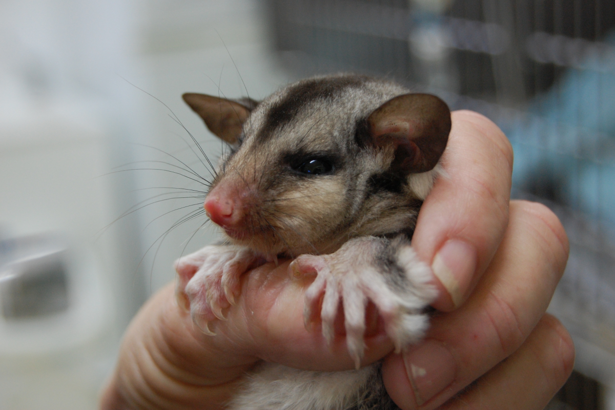 Nanango Country Vet - Wildlife - Sugar Glider