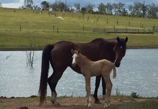 Nanango Country Veterinary Service - Tapestry with Foal